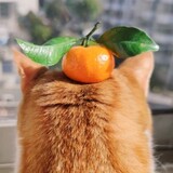 dajuajuaju