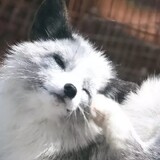 naifulidexiaoyuaner