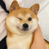 weilinweibubao