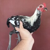 Dbt Breeder