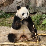 jianyuxianyongyan