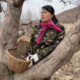 dongbeieryaz