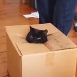 a_box_of_a_cat