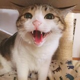 -AKOWEI-