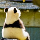 shipipixiongxjjya