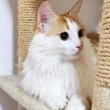 jiaotangnaiyoumiao