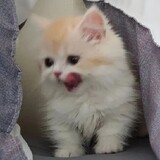 lizhideqiu