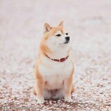 sumo_05