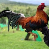 Johhnnnyy Dollizon