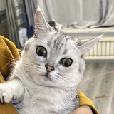 sillycats_