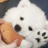 jujujumin