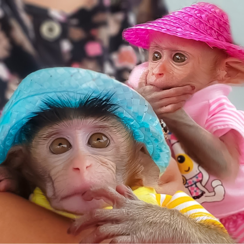 Wow Amazing Tiny Baby Monkey Luca So Healthy Starts To Walk Smoothly Like A Professional Bilibili