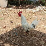 R&JGamefarm