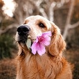 PawTube