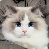_jijia_
