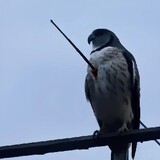 osayomi_04
