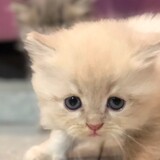 simbameaowzila