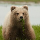bear-z