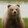 bear-z