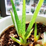 xungeriji
