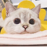 Youmiaoxideawei