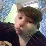 Cing Meow