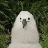 iydifykbdgi