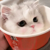 Nagyaro_vô_tri_1349