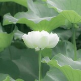 wojiaoyuluochunjiang