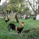 D'NGBackyardGamefarm