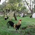 D'NGBackyardGamefarm