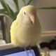 creator avatar