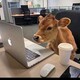 creator avatar