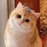 xiongdimenjinqunla
