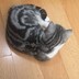 suhui2