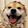 philybear-