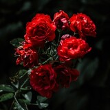 RedRose_72