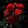 RedRose_72