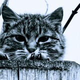 David Ezekiel Boison