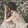 landisi-