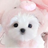 baicaixiguadaluandun