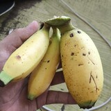 M.Alexsandra