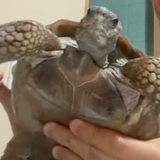 La Tortuga Casiopea
