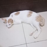 Kucing Komedi