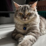 nobee Cooncat