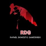 Rafael Rd GameBirds