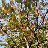 aPersonWatchingAnime