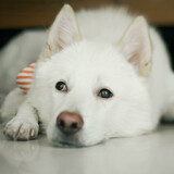 tianyuanquanxiaoyuan