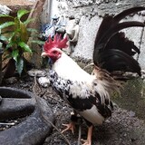 marklouiebantamtexas