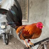 KJT BANTAMEROS